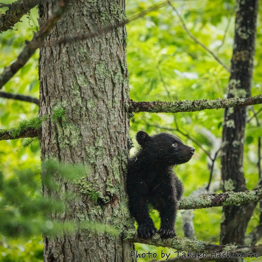 登山中のクマ対策｜遭遇前に知るべき装備・行動・選び方の全手順