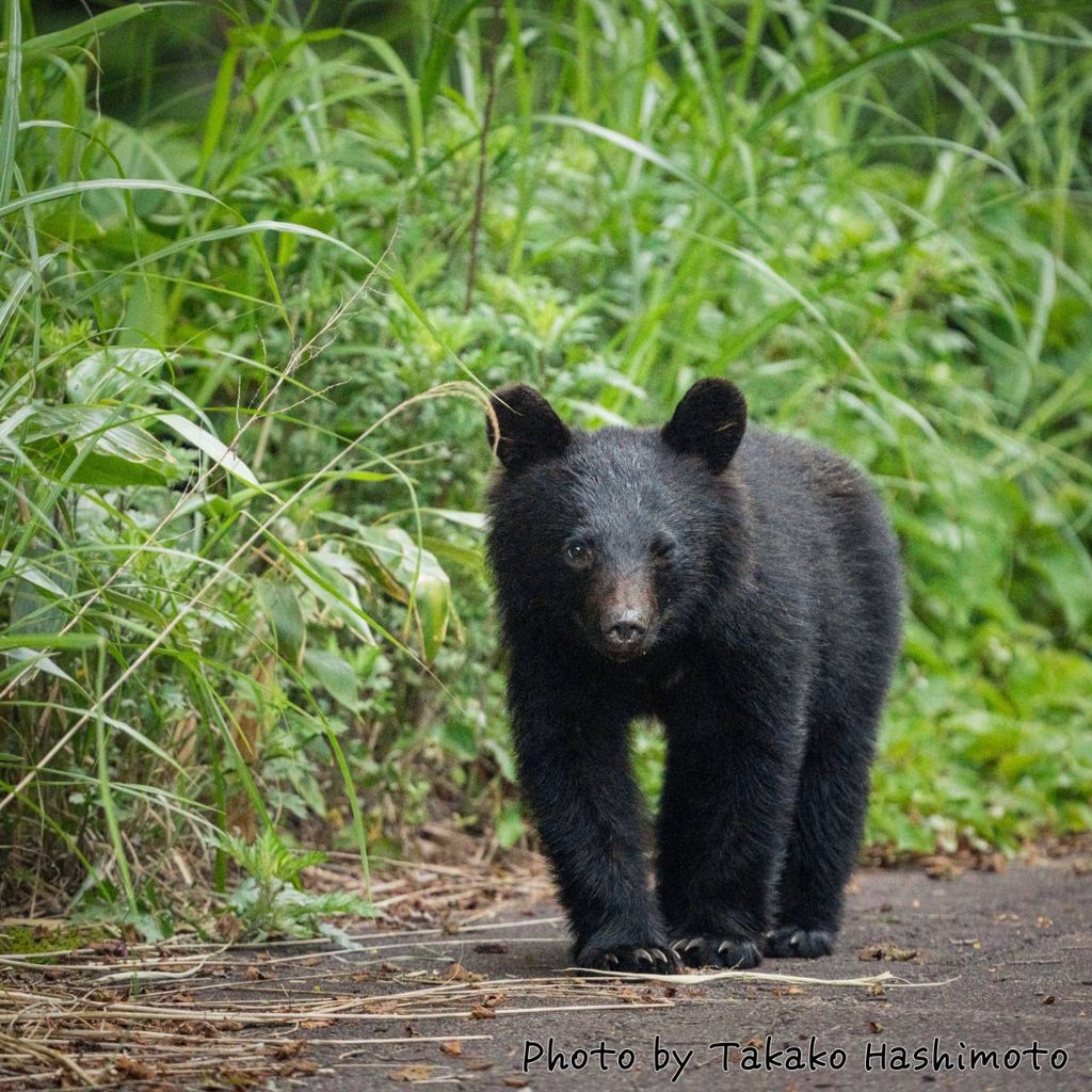 クマ鈴は効果あるのか？専門家見解と公的データで徹底検証