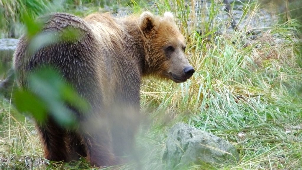 クマ鈴は効果あるのか？専門家見解と公的データで徹底検証